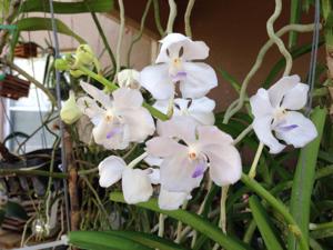 Vandachostylis Thai Frost