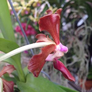 Vanda Lizzy Green