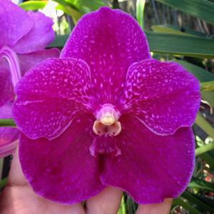 Vanda Doctor Anek