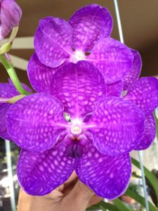 Vanda Bangkok Blue