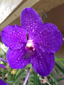 Vanda Pachara Delight