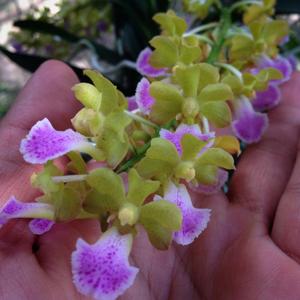 Vandachostylis Thai Noi