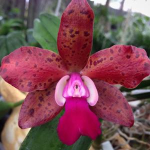 Cattleya Precious Stones-leopoldii