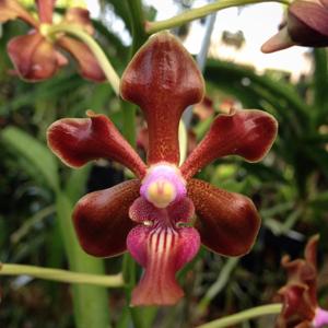 Vanda Lizzy Green