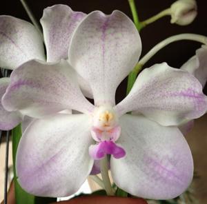 Vanda Edwin's White Romance