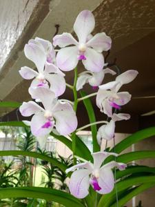 Vanda Edwin's White Romance