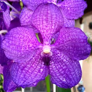 Vanda Brighton's Boy