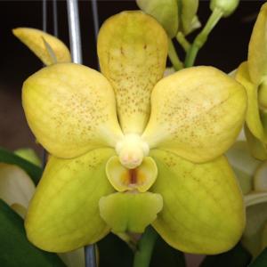 Vanda Denisander