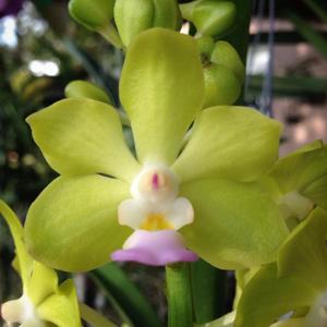 Vandachostylis Laem Sing