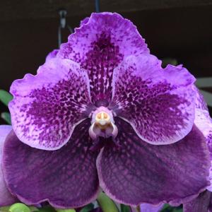 Vanda Robert's Delight