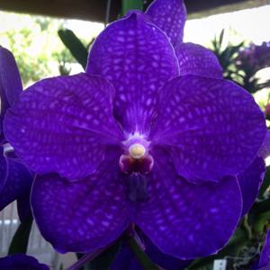 Vanda Pachara Delight