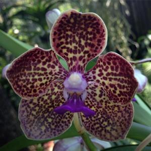 Papilionanda Cindy Banks