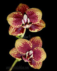 Phalaenopsis Tying Shin Popularity