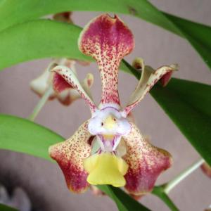 Vanda Trimerrill