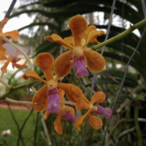 Vanda Glorianne Messler
