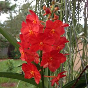 Vanda Arthorn