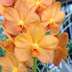 Vanda Suksamran Sunlight