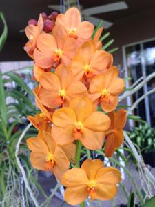 Vanda Suksamran Sunlight