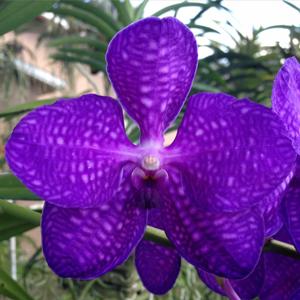 Vanda Bangkok Blue