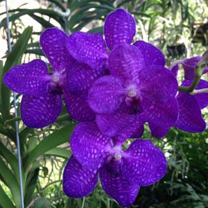 Vanda Bangkok Blue