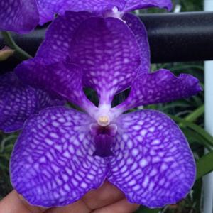 Vanda Sansai Blue