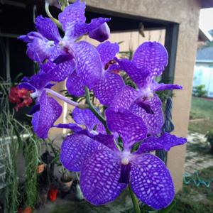 Vanda Sansai Blue