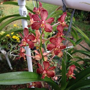 Vanda Michiko