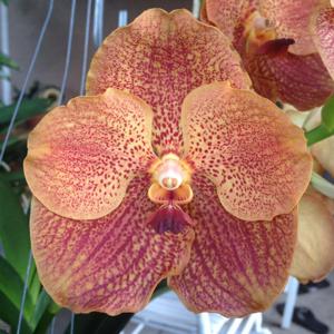 Vanda Goodwin's Thai Sunset