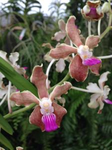 Vanda Kalihi Beauty