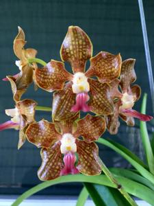 Vanda Kultana Oriental Aroma