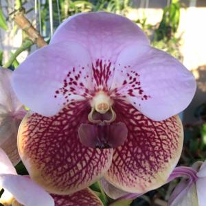 Vanda Crownfox Heartthrob