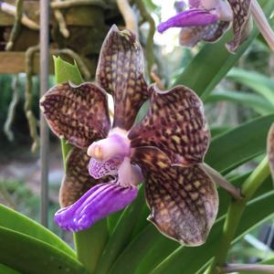 Papilionanda Mimi Palmer