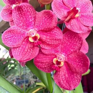 Vanda John De Biase