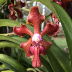 Vanda Lizzy Green