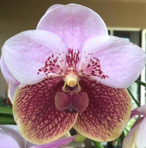 Vanda Crownfox Heartthrob