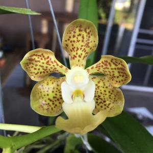 Vanda Densig