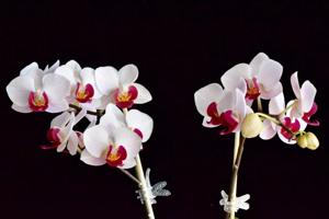 Phalaenopsis Little Gem Stripes