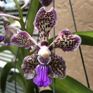 Papilionanda Alice Motes