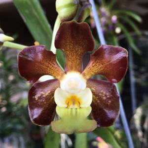 Vanda Somthawil