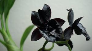 Catasetum Dark Odyssey