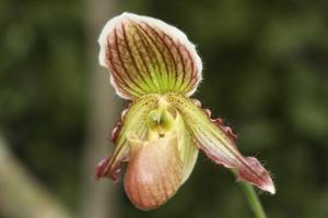 Paphiopedilum Lutin Vert