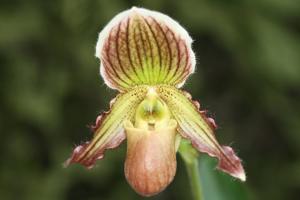 Paphiopedilum Lutin Vert