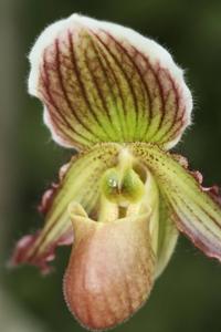 Paphiopedilum Lutin Vert