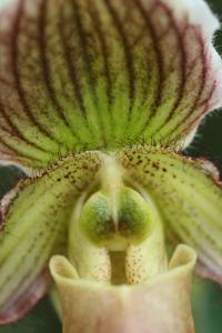 Paphiopedilum Lutin Vert