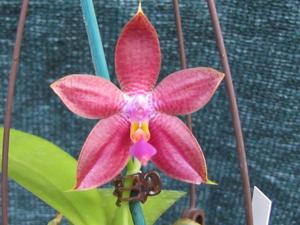 Phalaenopsis Lee Koi Choon