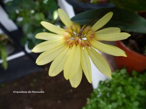 Bulbophyllum Daisy Chain-purpurascens