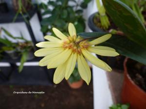 Bulbophyllum Daisy Chain-purpurascens