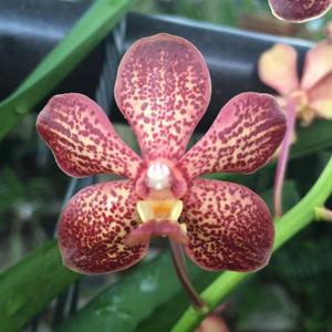 Vanda Michiko