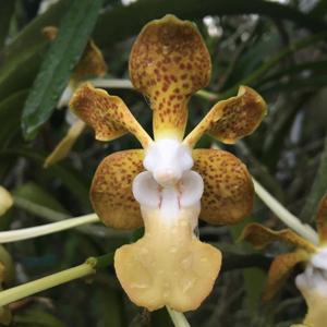 Vanda Densig