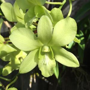 Dendrobium Aridang Green